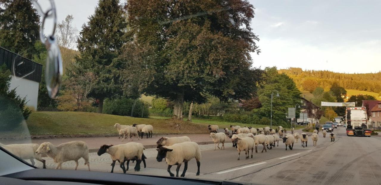 Ferienwohnung Vogelnest Im Schwarzwald 바이에르스브론 외부 사진